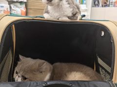 -宠颐生中康贝怡动物医院