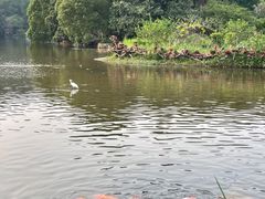 -深圳仙湖植物园