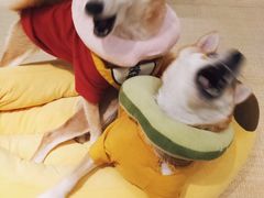 -逗柴咖啡屋·狗咖猫咖宠物桌游