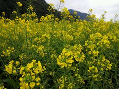 -贵阳市花溪国家城市湿地公园