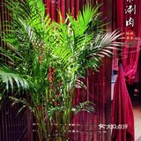 北京探店｜鲜虾丸象一盆插花🌸牛羊肉也很鲜[调皮]