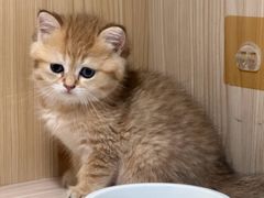 -屋虎猫馆(宝安大仟里店)