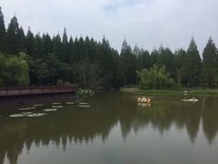 -黄海国家森林公园