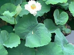 -莲池书院博物馆