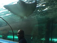 -悉尼海洋生物水族馆