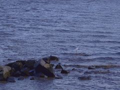 -深圳湾公园(南山区)
