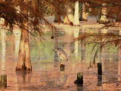 -白鹭湾湿地公园