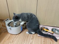 -东方名猫馆·英短金渐层布偶猫舍(环线广场1号楼店)