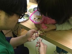 -瑞鹏宠物医院·宠保定点·心脏科·内科(御桥分院)