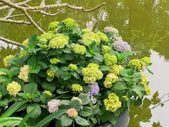 -深圳仙湖植物园