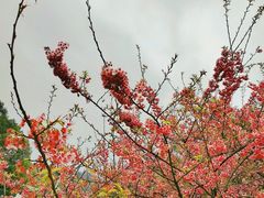 -南山植物园