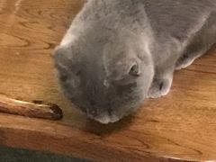 -猫色咖啡·猫咖