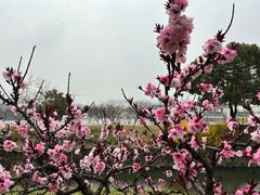 -羊山湖公园