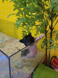 -神奇动物撸宠馆·羊驼·小浣熊·异宠(豫园店)