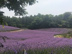 -大塘金香草谷