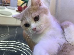 -小猫来了·猫舍(红山六九七九店)