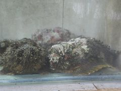 -海盗餐厅