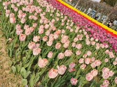 -杭州湾海上花田景区