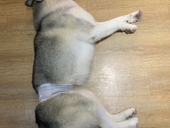 -Husky Go! 哈士奇体验馆·宠物咖啡厅狗咖