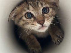 -安安宠医宠物医院·异宠·犬猫内科(岳阳分院)