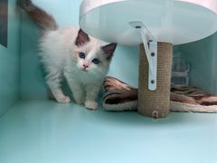 -猫宠乐园·专业洗护