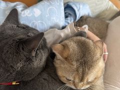 -安安宠医宠物医院·异宠·犬猫内科(岳阳分院)