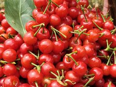 -樱桃山旅游景区