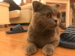 -喵zoo家庭繁育猫舍(尖东智能花园店)
