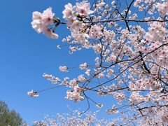 -顾村公园