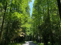 -东平国家森林公园