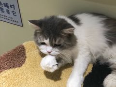 -猫和宫(六道口店)