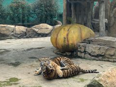 -太湖龙之梦