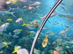 -上海海洋水族馆