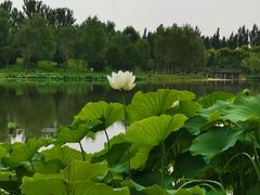 -东郊湿地公园