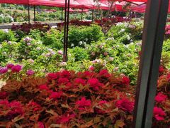-洛阳市隋唐城遗址植物园