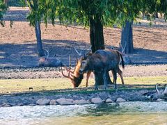 -北京麋鹿生态实验中心