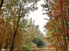 -桤木河湿地公园