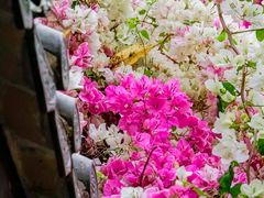 -深圳国际园林花卉博览园