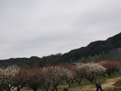 -苏州上方山国家森林公园