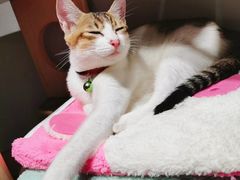 -Heymao猫咖.咖啡厅(东门店)