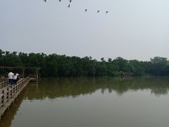 -大湾区中央湿地公园