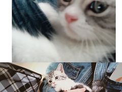 -lincat·猫舍(广州店)