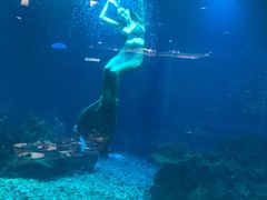 -海棠湾洲际-涛·海底餐厅·美人鱼·自助餐·海底隧道