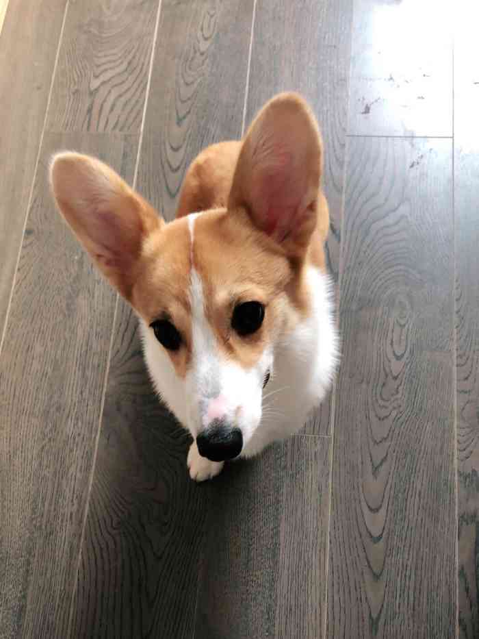 心之旅宠物(龙湖滨江店)-"【项目】洗澡猫粮和零食每个月都有不同的.