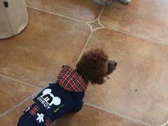 -爱宠有家宠物医院(彩虹桥总店)