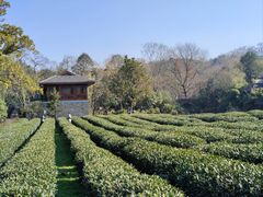 -中国茶叶博物馆(双峰馆区)