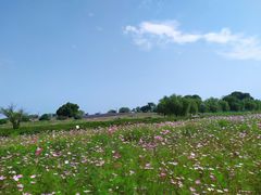 -西京湾花海