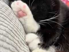 -共舞时光猫咖·狗咖(新街口店)