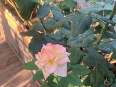 -德全心悦酒店(北京金台路地铁站店)