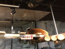 -Zoolung Zoolung动物主题公园(海信广场店)